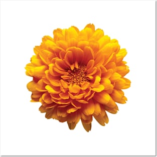 Marigold flower Posters and Art